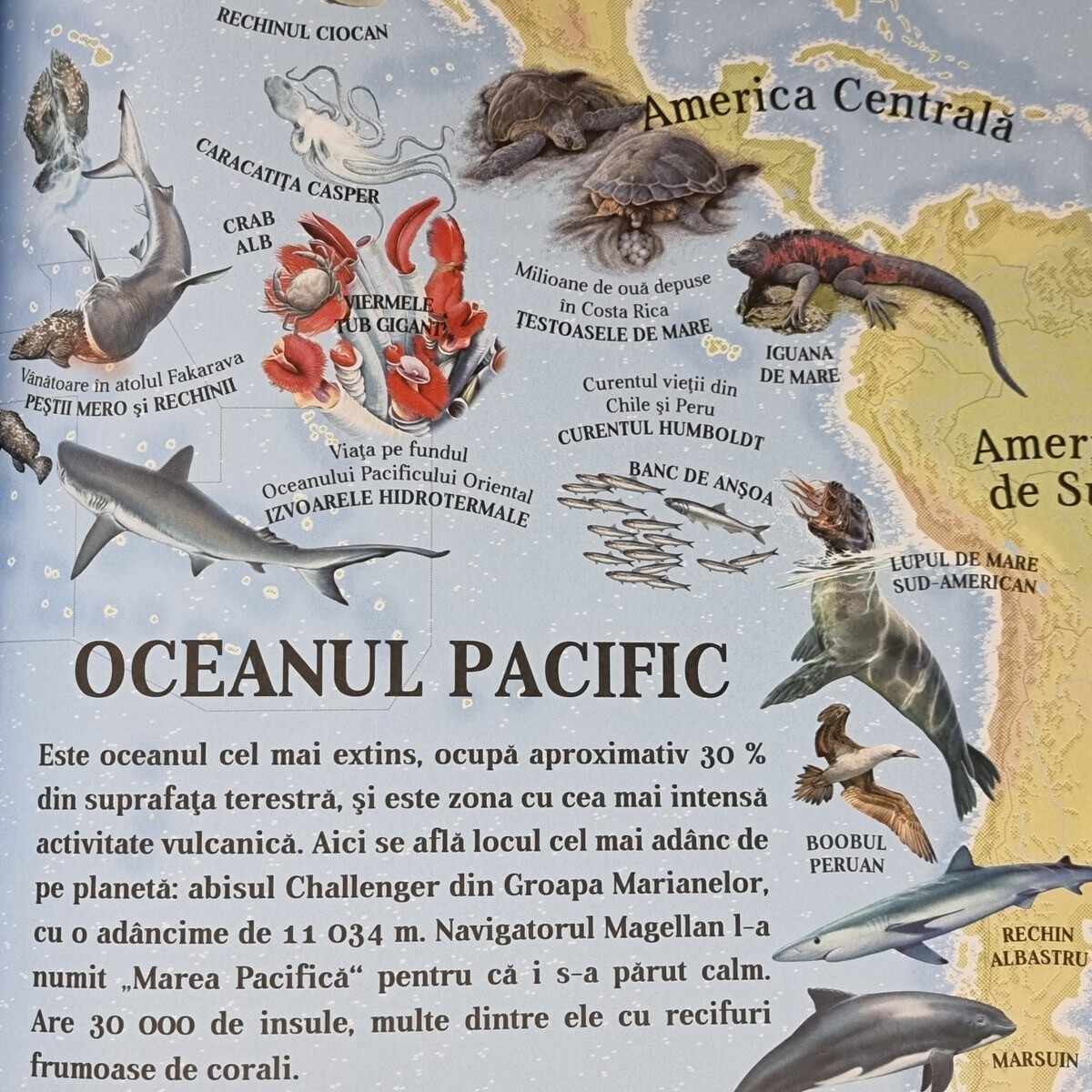 Carte Atlasul Oceanelor